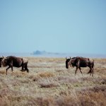 Safari in Tansania