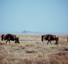 Safari in Tansania