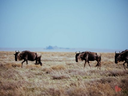 Safari in Tansania