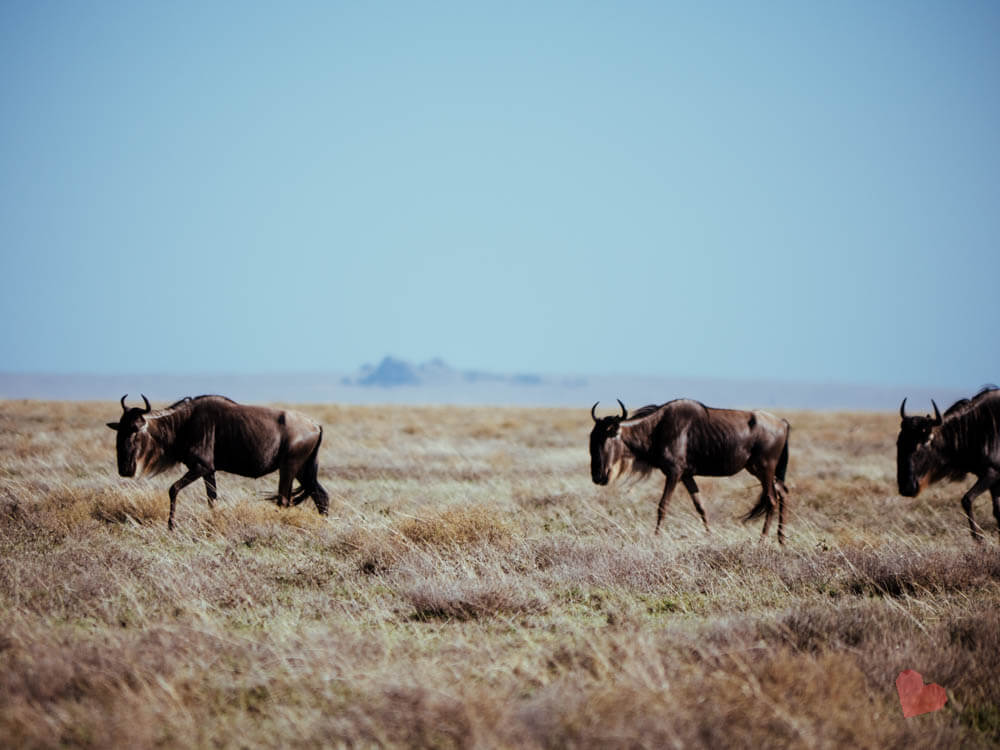 Safari in Tansania - Serengeti