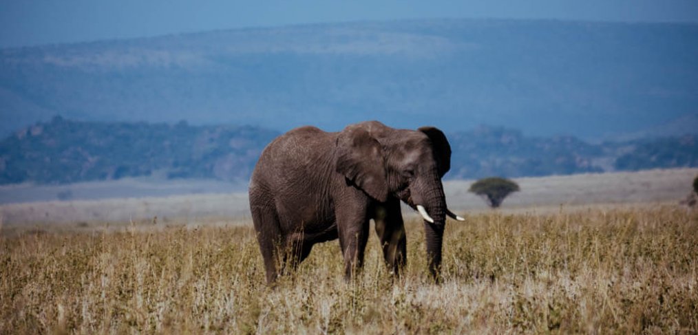 Safari in Tansania