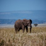 Safari in Tansania