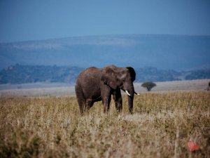 Safari in Tansania