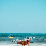 Kuh am Strand von Matemwe