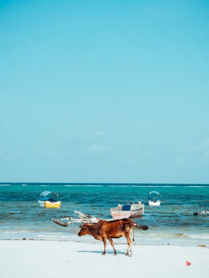 Kuh am Strand von Matemwe