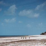 Seegras am Strand von michamvi kae