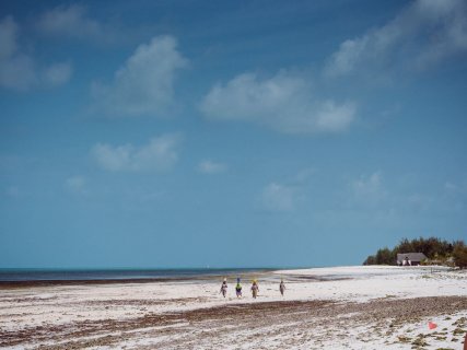 Seegras am Strand von michamvi kae