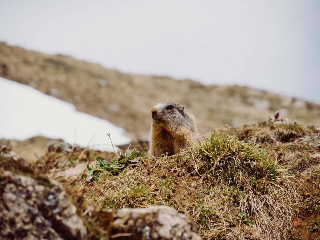 Murmeltier im Vinschgau bei der Sesvenna Hütte