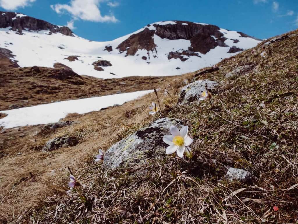 Alpenblumen auf der Sesvenna Ebene