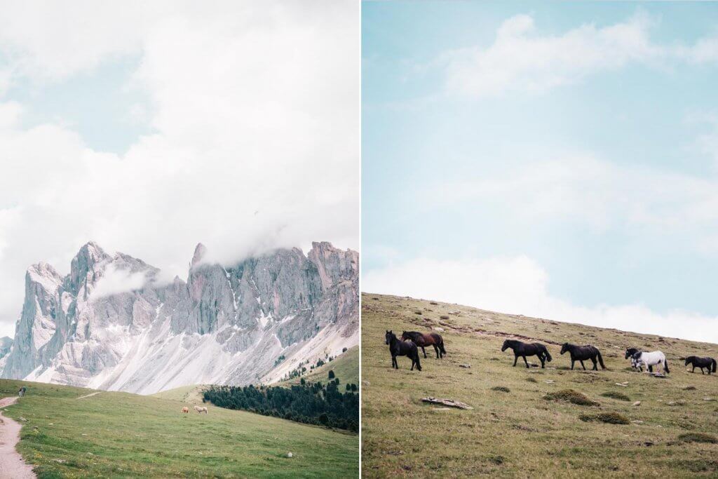  Urlaub in den Dolomiten - Wanderung Raschötz - Puez-Geisler - Blick auf Seceda mit Pferden