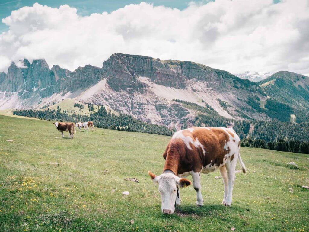  Urlaub in den Dolomiten - Wanderung Resciesia - Puez-Geisler - mit Kühen